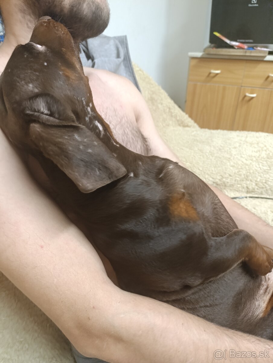 Jazvečík štandardný - 9