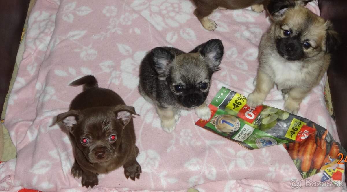 čivava krátkosrstá,dlhosrstá - 9