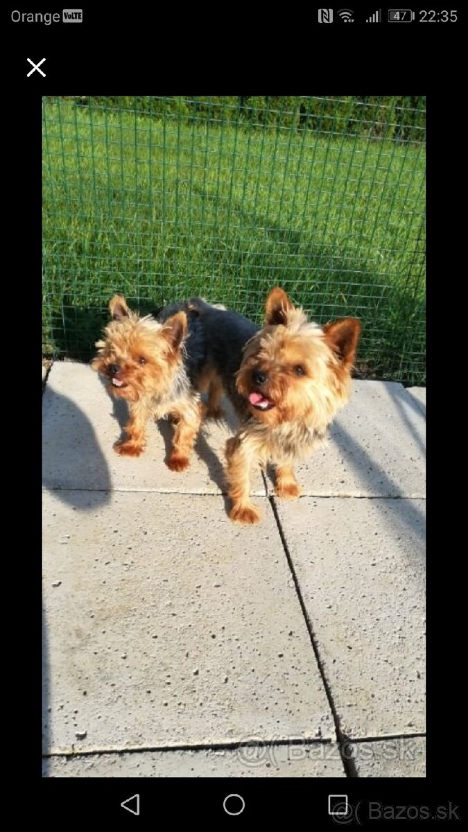 Yorksirsky terrier, Yorkshire teriér, Čoko York - 9