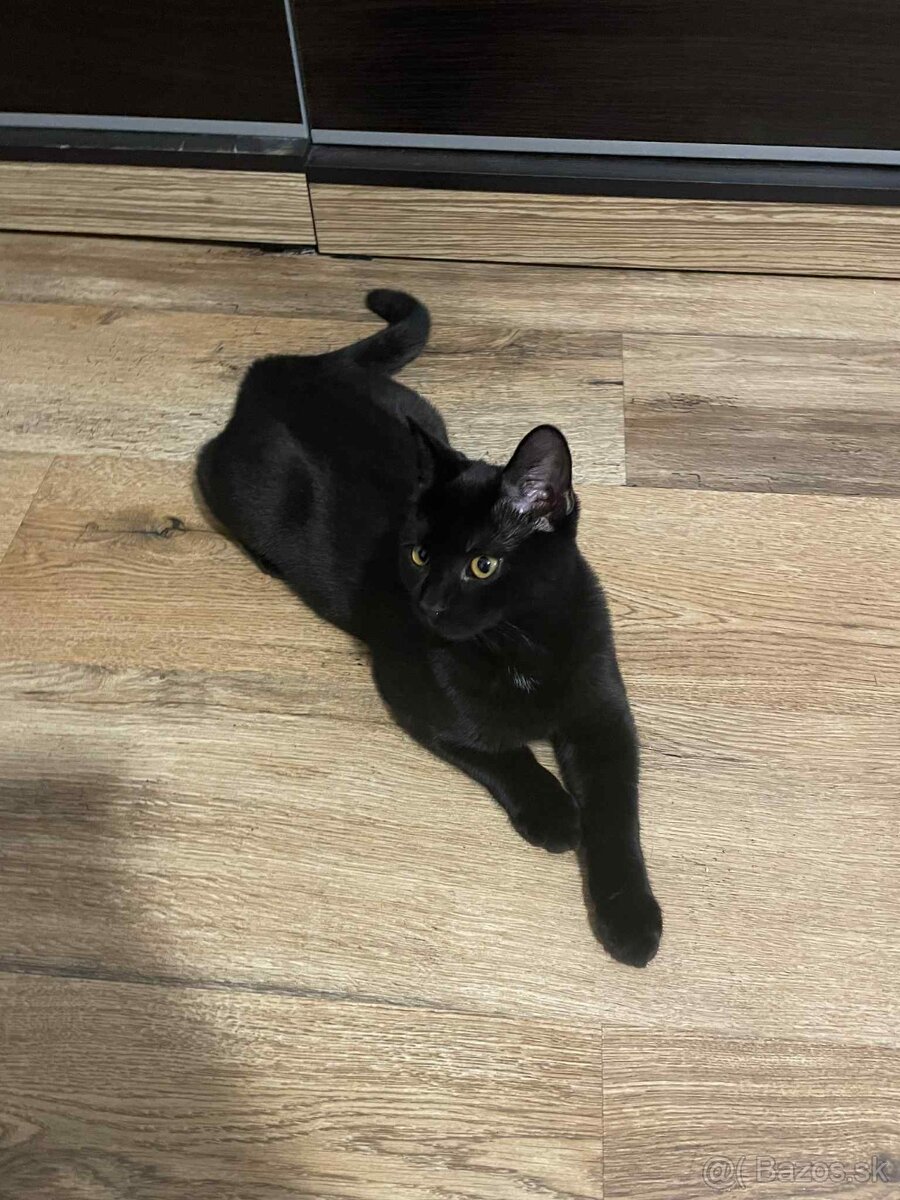 Darujem kocúrika - 9