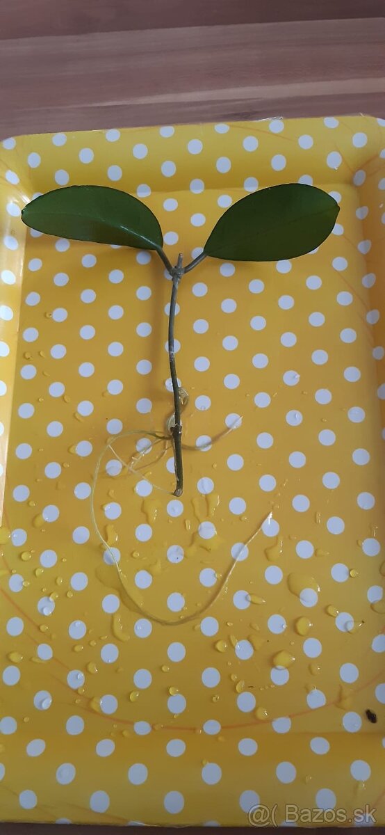 Zakorenené izbove rastliny - 9