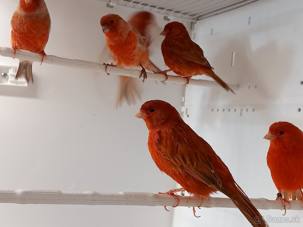 Kanáriky - 9