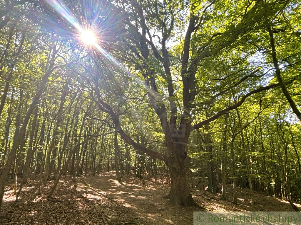 Záhrada v Stupave, s potenciálom na rekreáciu aj výstavbu - 9