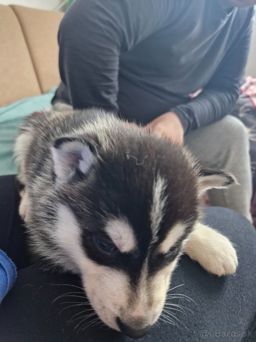 Šteniatka sibirsky husky - 9