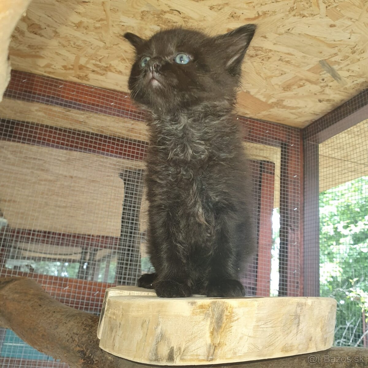 Ponukam maciatka - 9