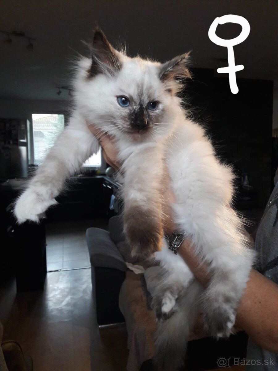 Mačiatka Ragdoll - 9