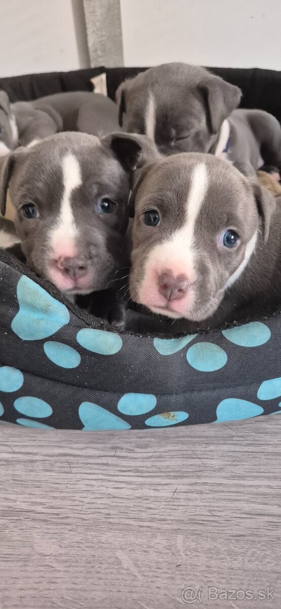 Americký Staford modrý - 9