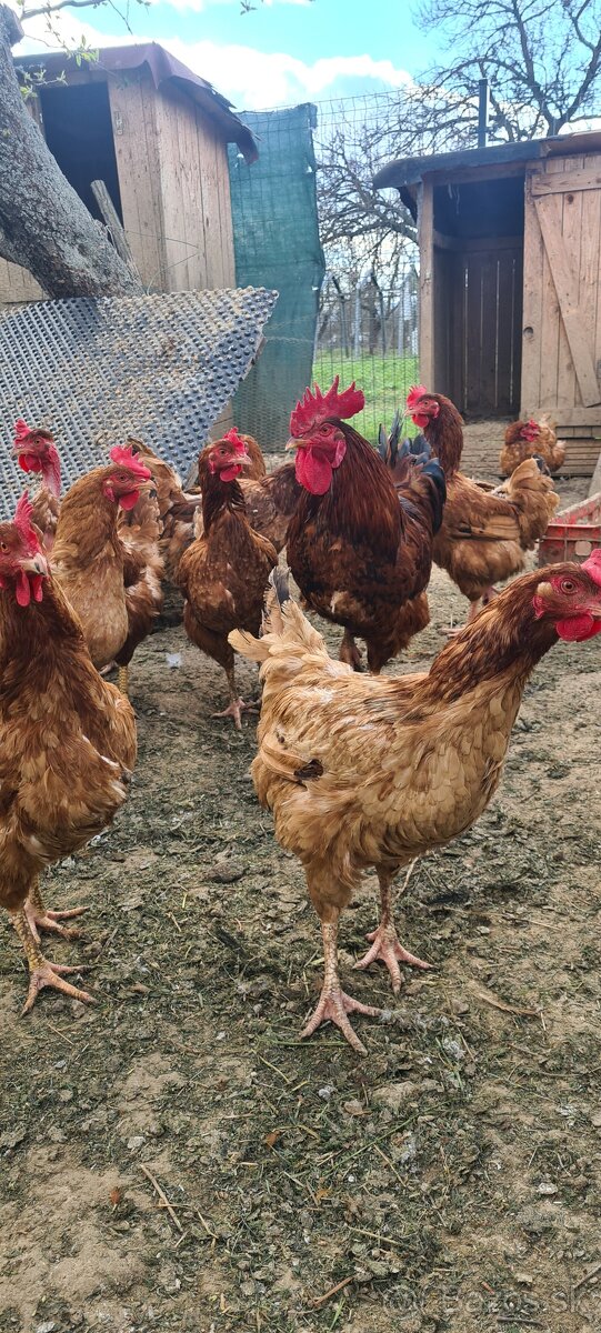 Ponukam nasadove vajicka - 9