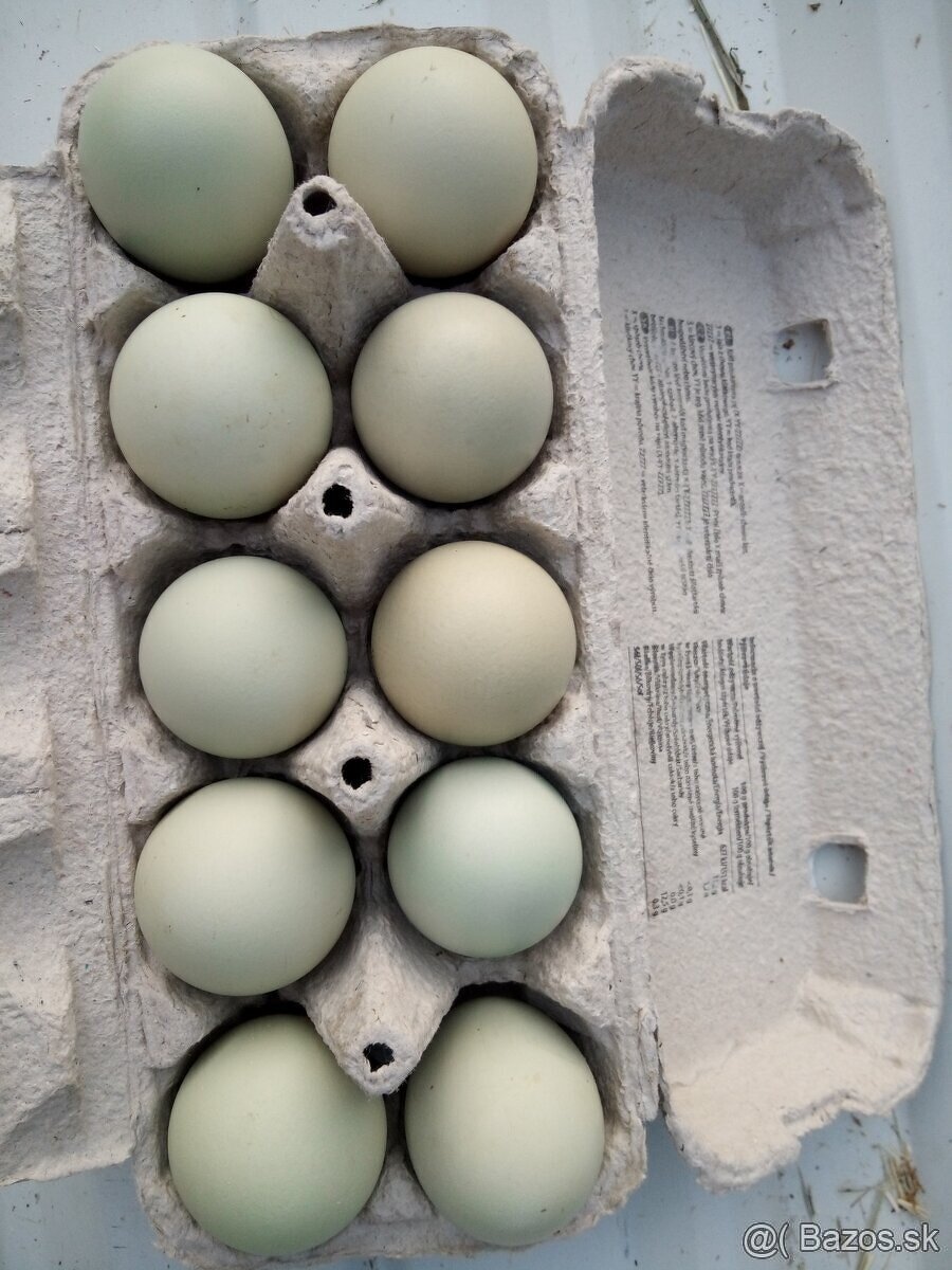 Nv zelené green shell - 9