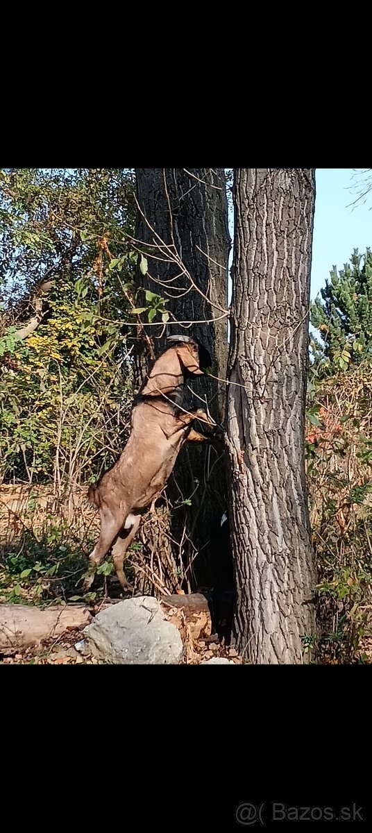Anglonubijska koza a cap - 9
