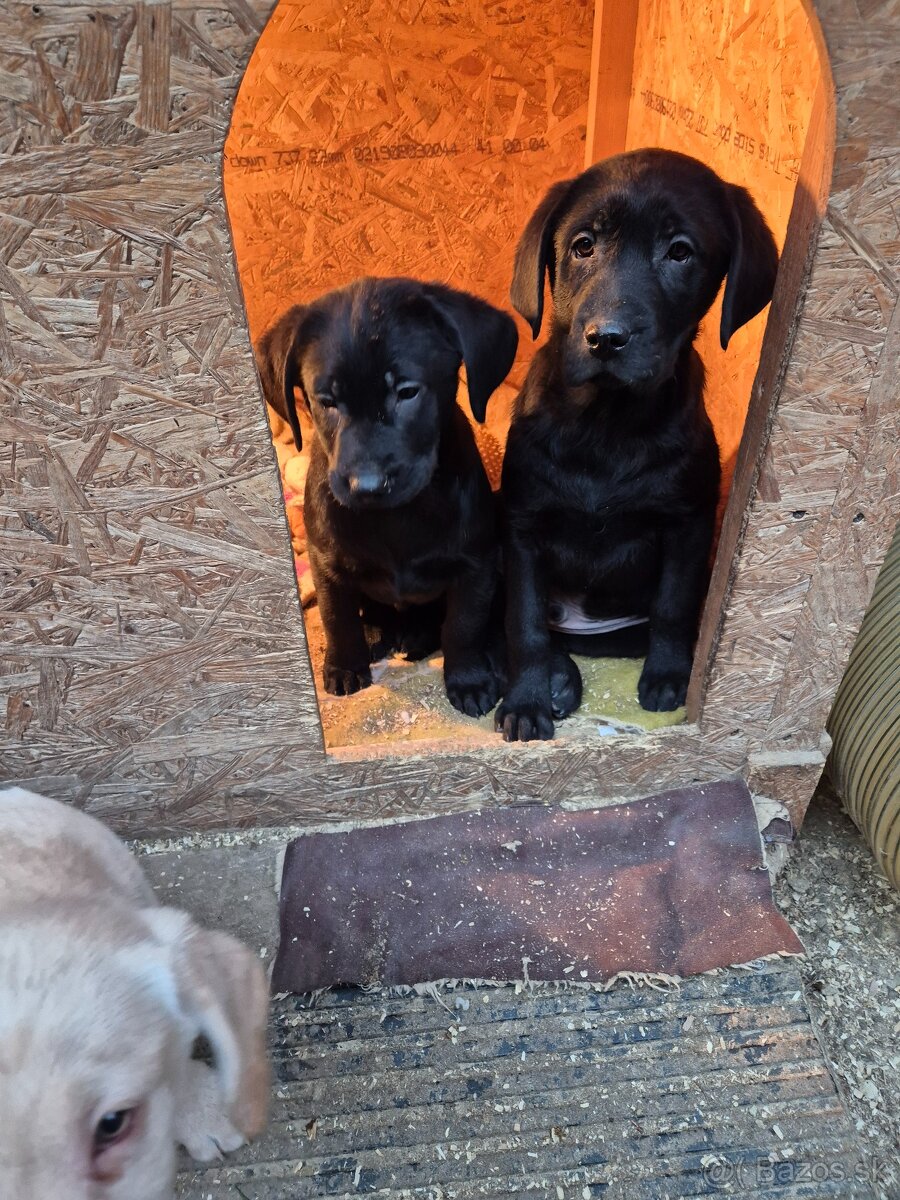 Labrador retriever - 9