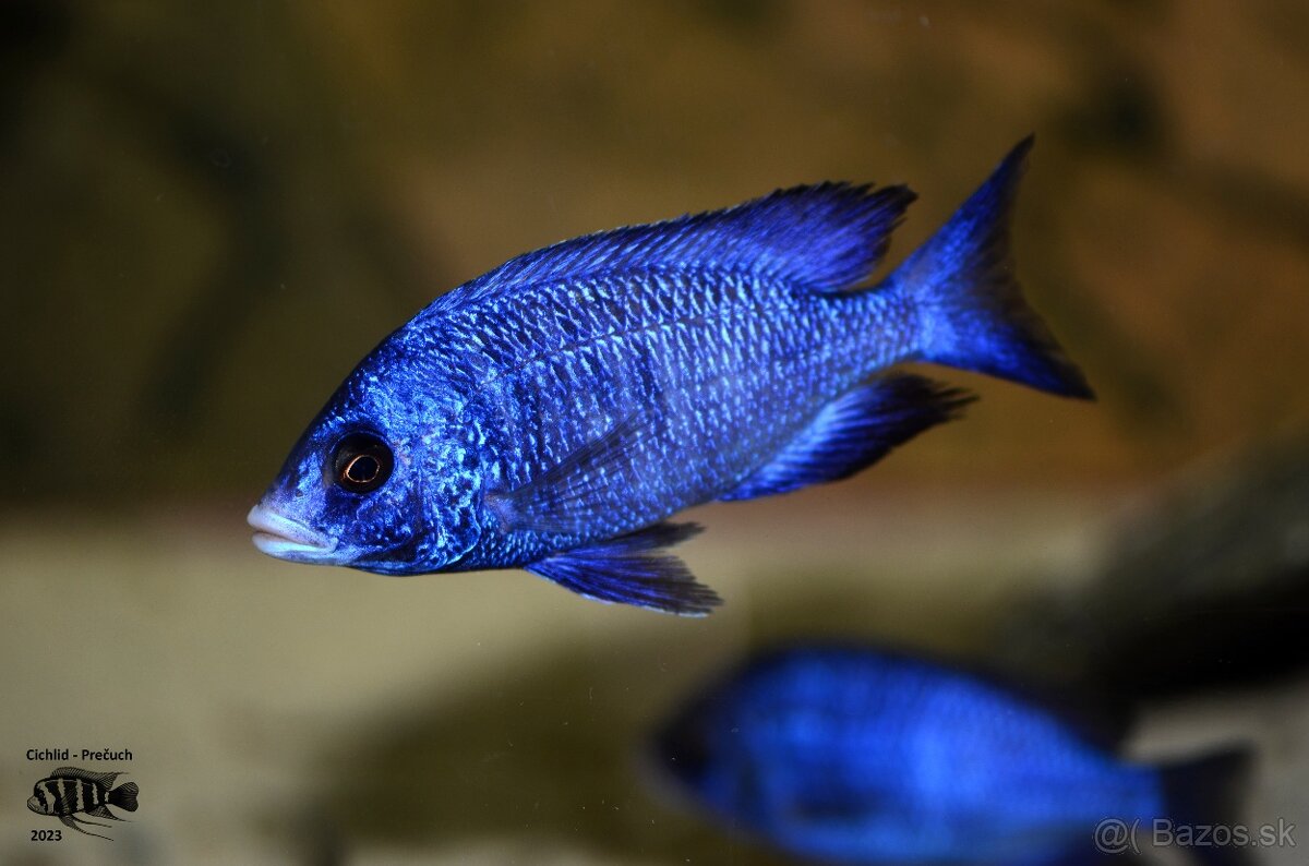 Africké cichlidy Malawi - 9