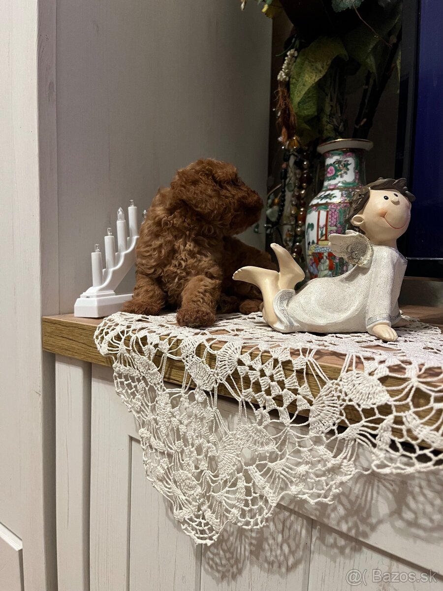 Pudel toy Red ultra mini - 9