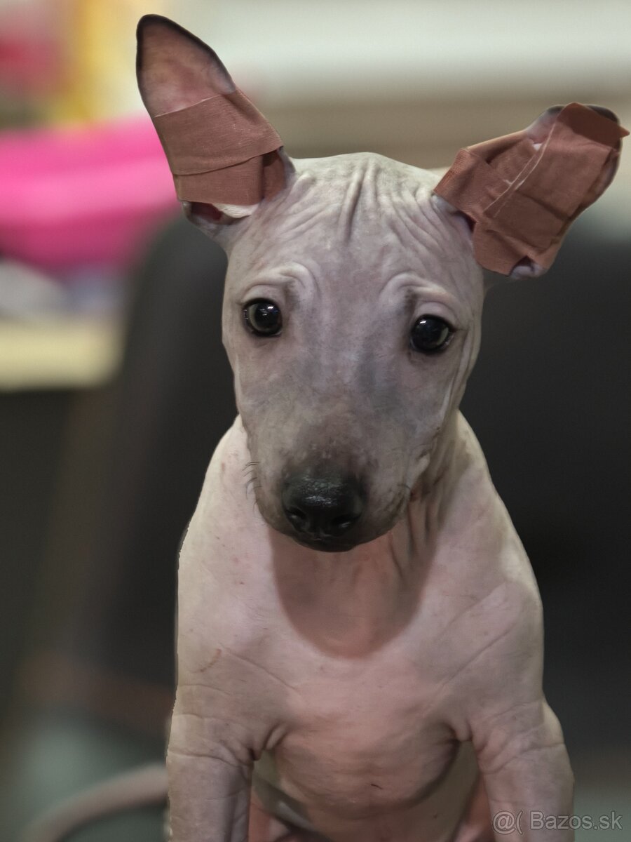 Americký bezsrstý teriér - 9