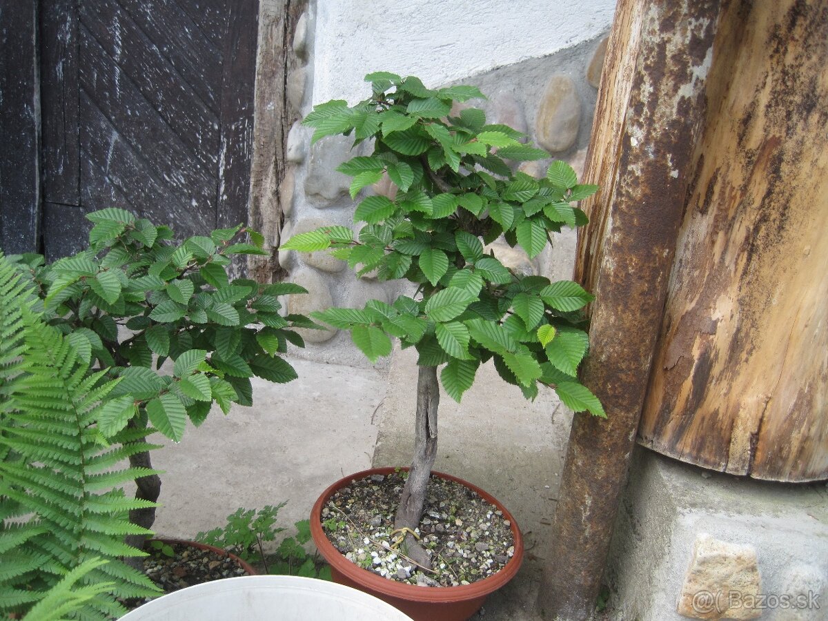 bonsai,bonsaj-hrab 13 - 9