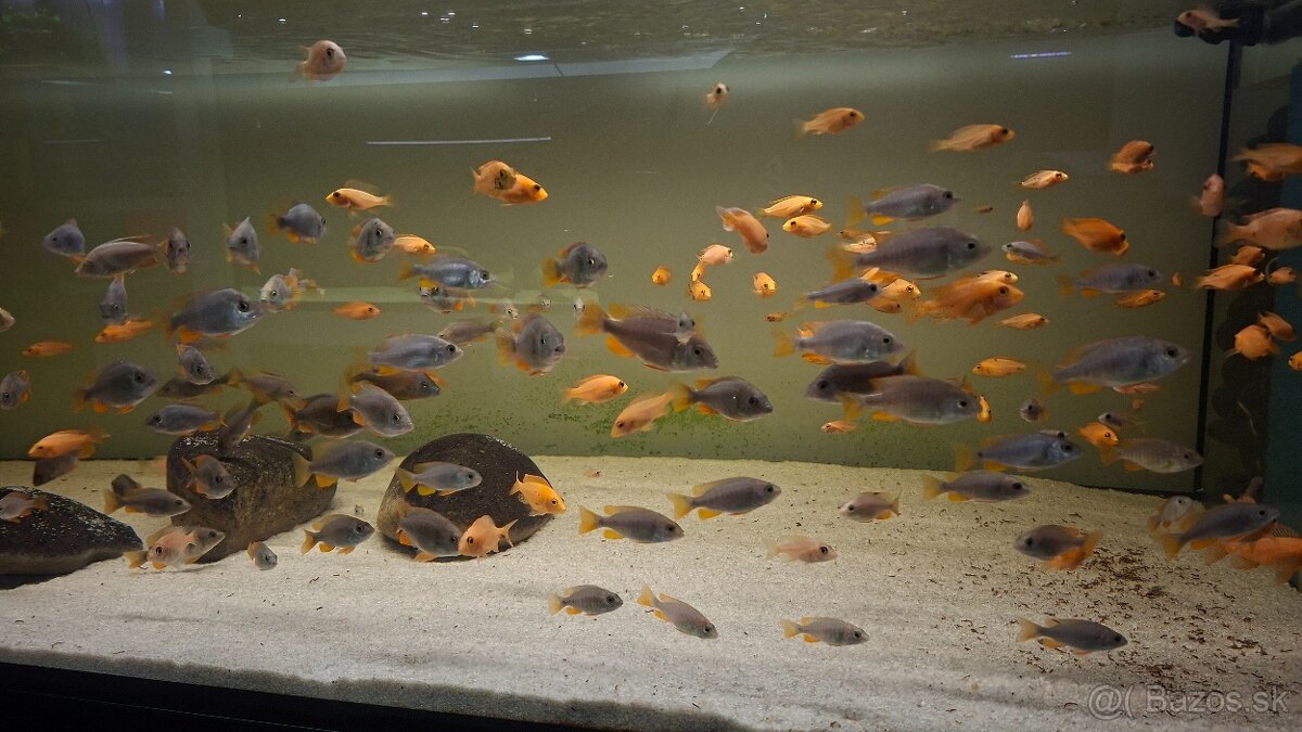 Africké cichlidy - 9