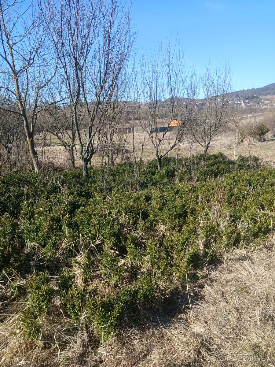 Krušpan vždy zelený Buxus - 9
