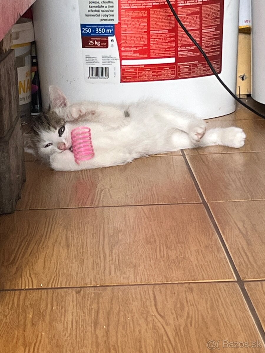🐾 Darujem mačičky do dobrých rúk 🐾 - 9