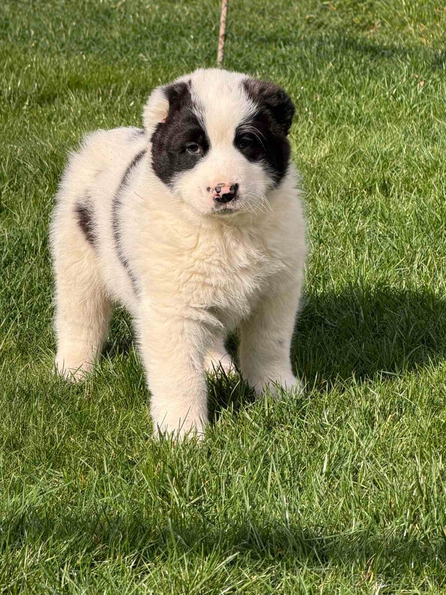 Stredoázijského ovčiaka - 9