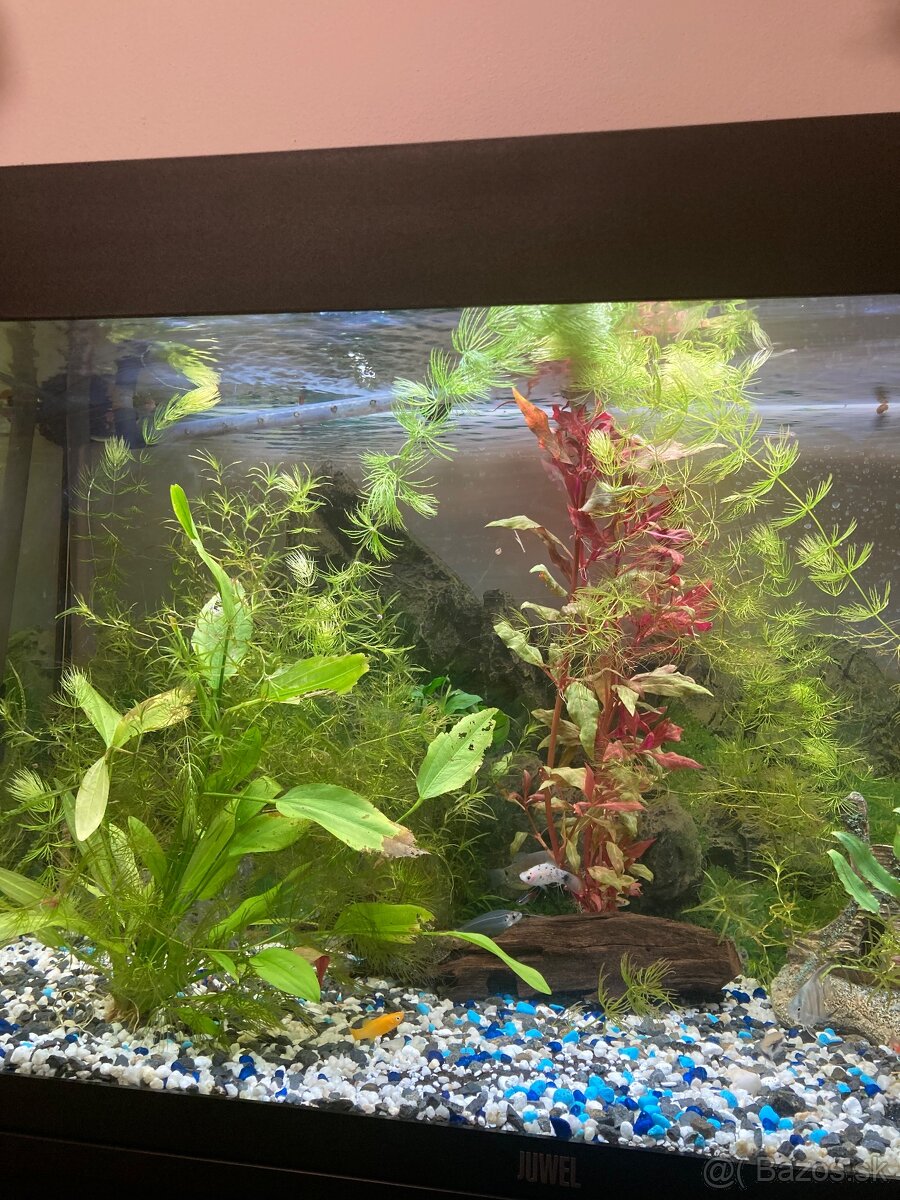 Akvarium, rybičky, rastlinky - 9