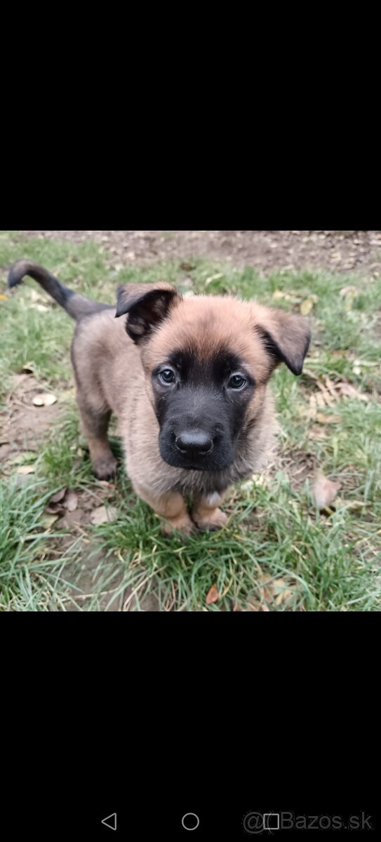 Belgicky ovčiak/cross - 9