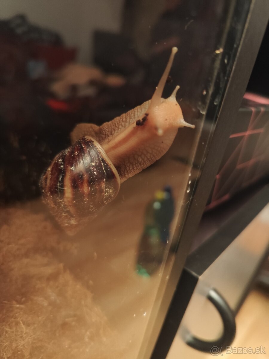 Achatina africké slimáky - 9