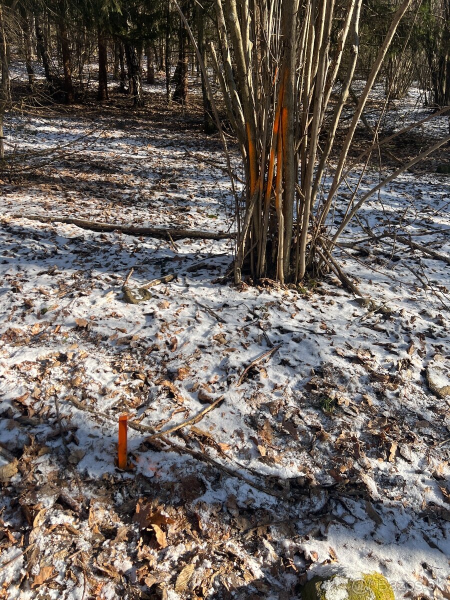 PREDAJ lesný pozemok, Chotár, Nová Baňa, 10 842 m2 - 9