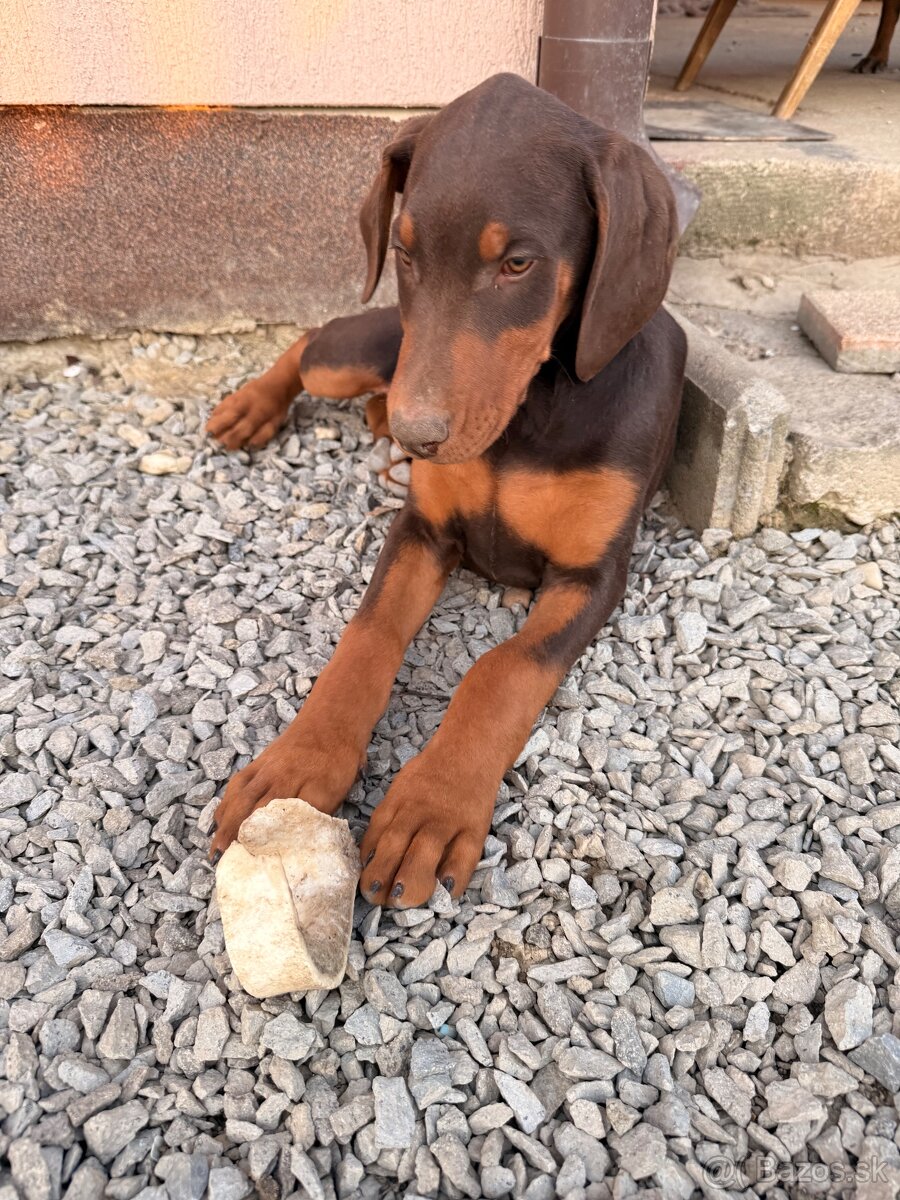 Doberman šteniatka - 9
