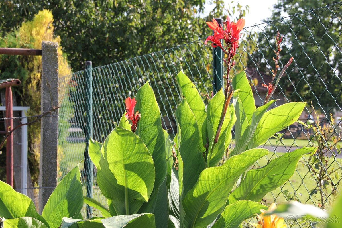 Kana indická - Canna indica - 9