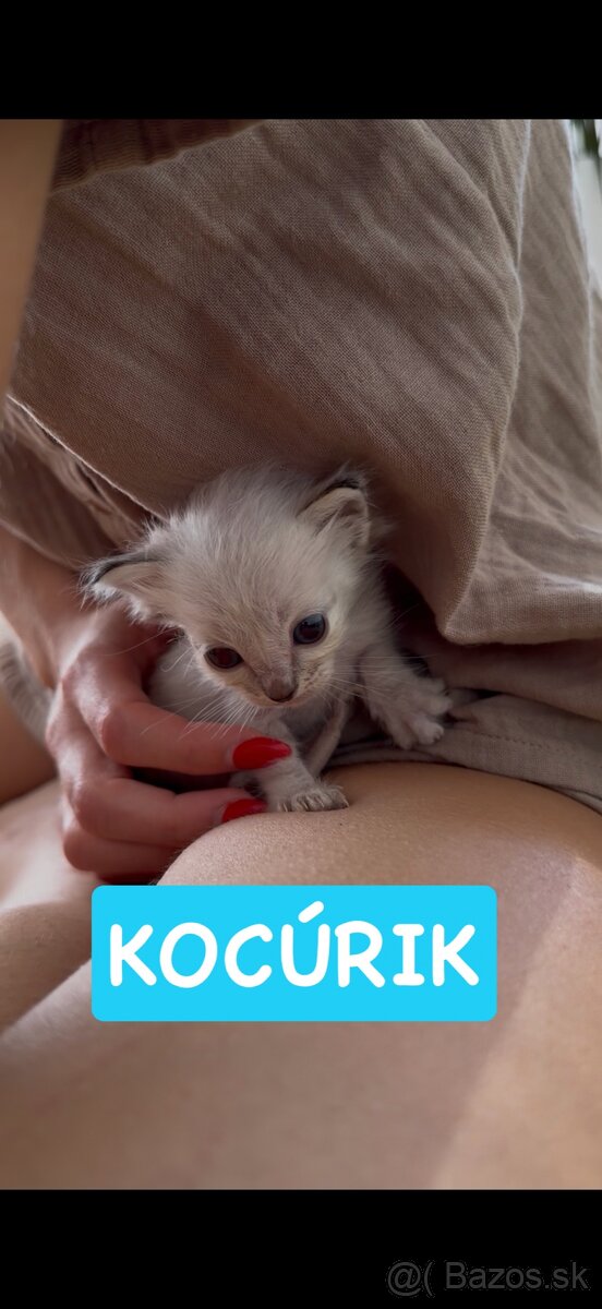 Mačiatka ragdoll - 9