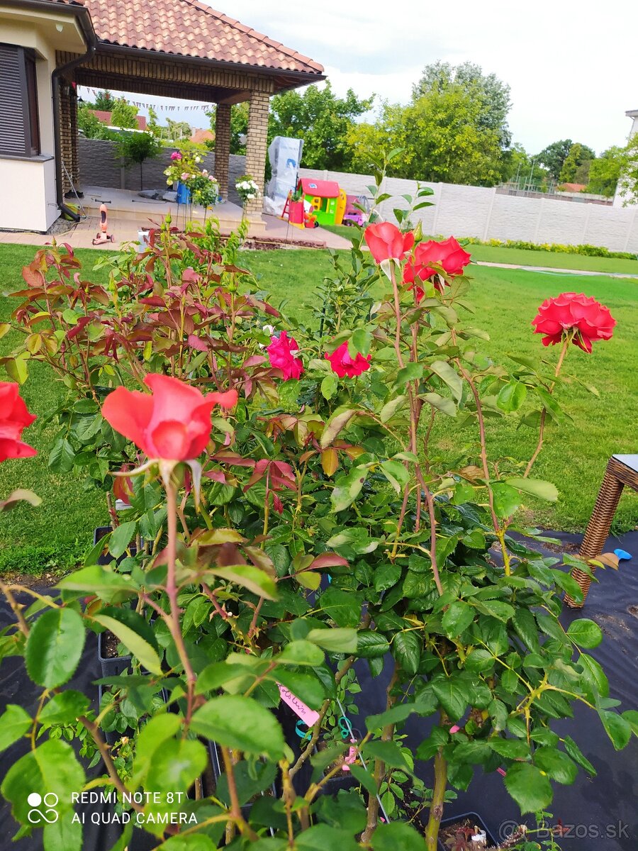 Ruže, rózsa, stromčekové ruže, rózsafa - 9