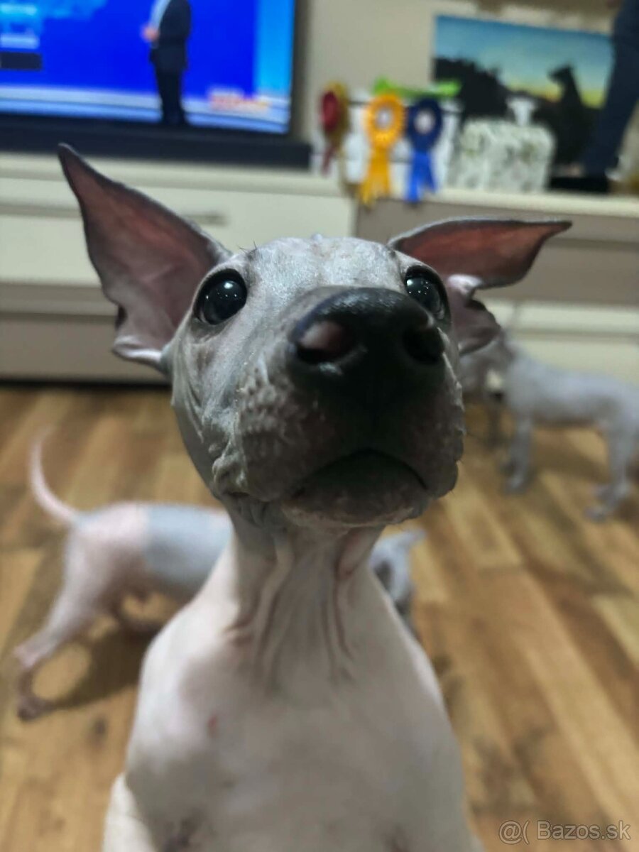 Americký bezsrstý teriér - 9