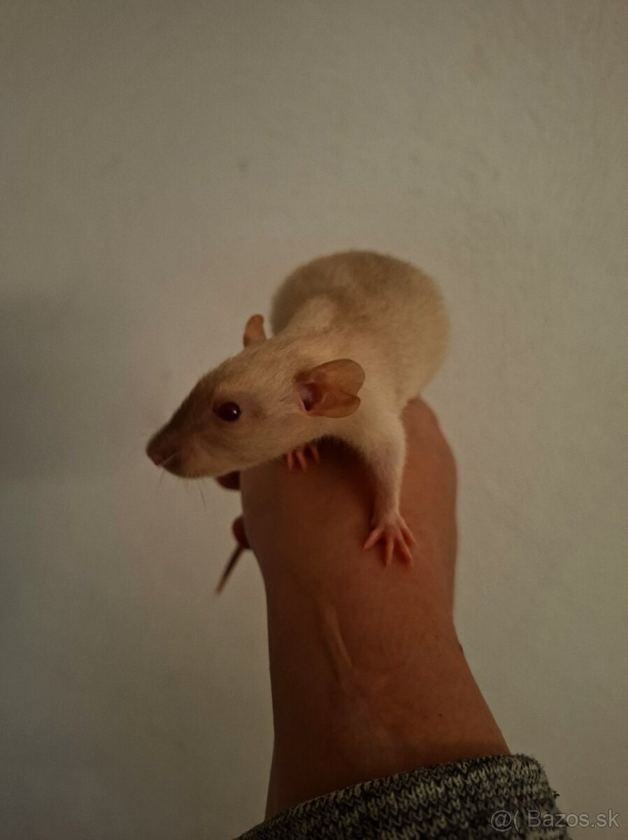 Predám potkaniky - 9
