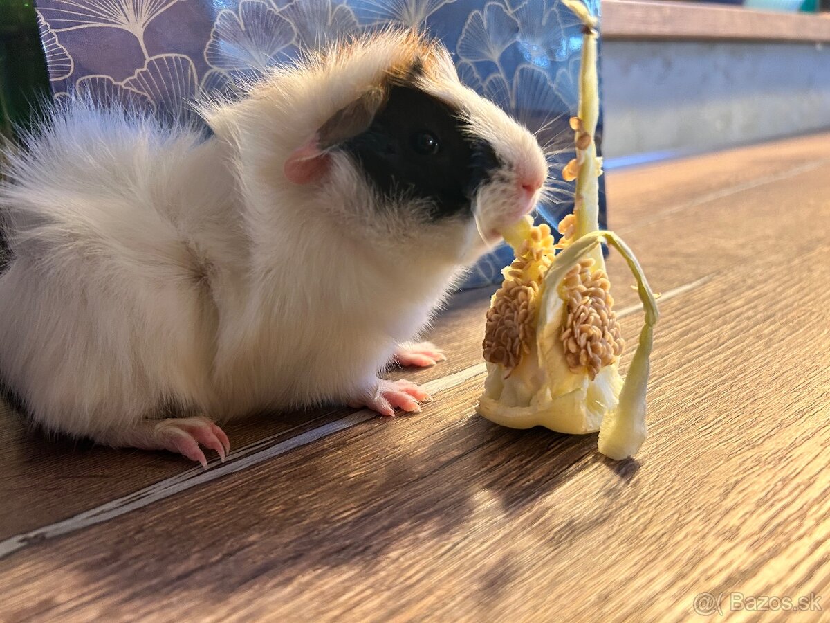 Morča-rozetové samček - 9