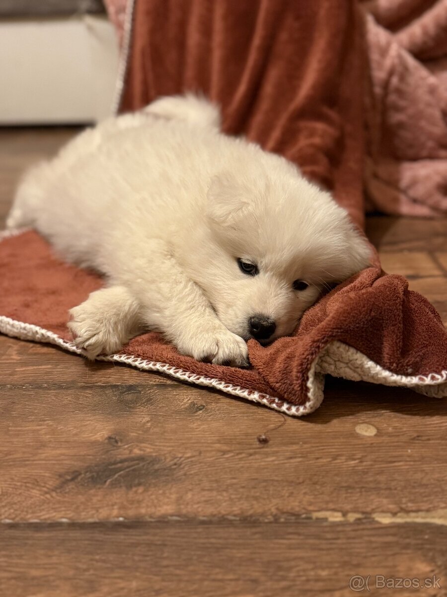 Samojed šteniatka - 9