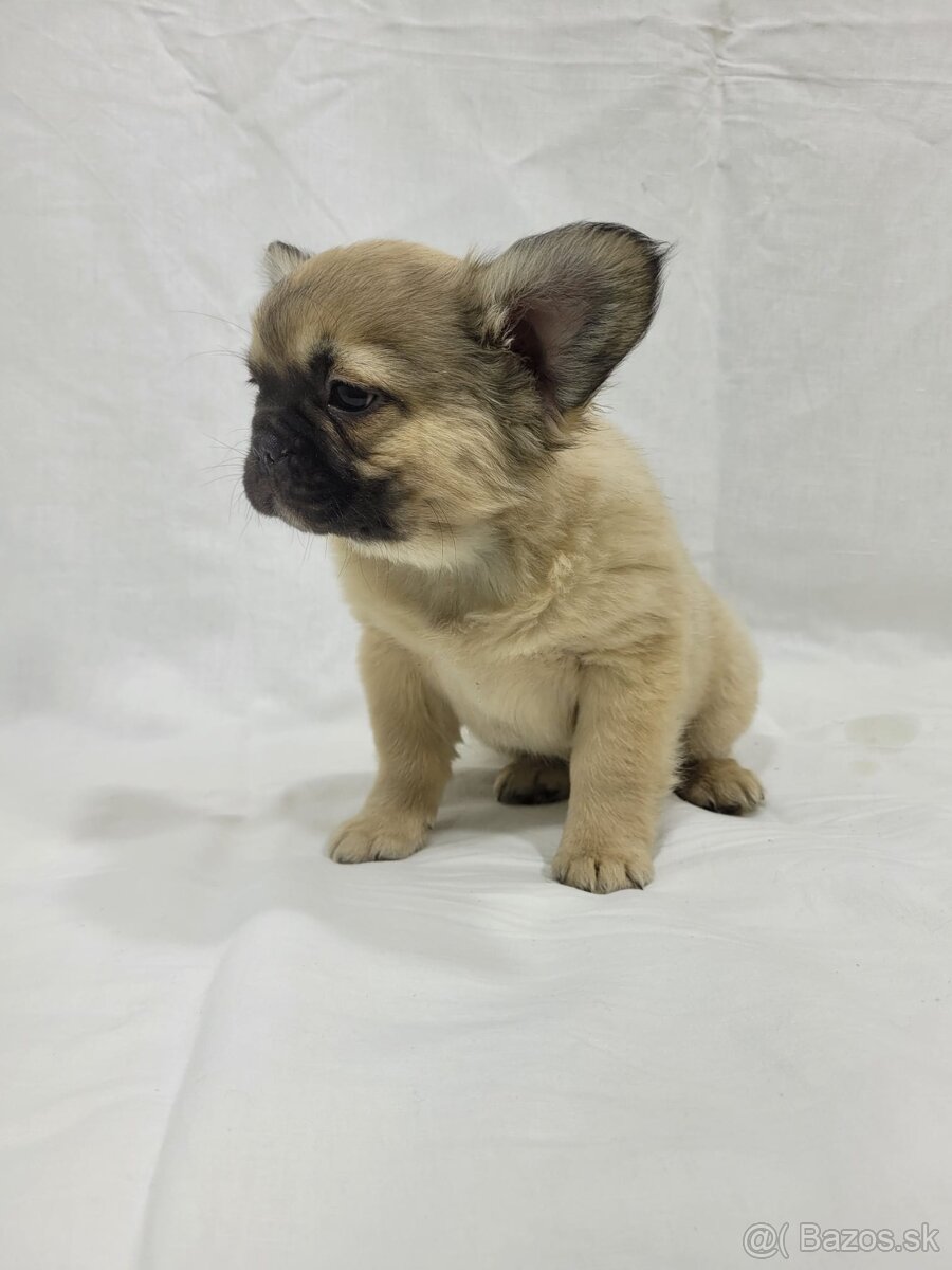 Francúzsky buldoček - 9