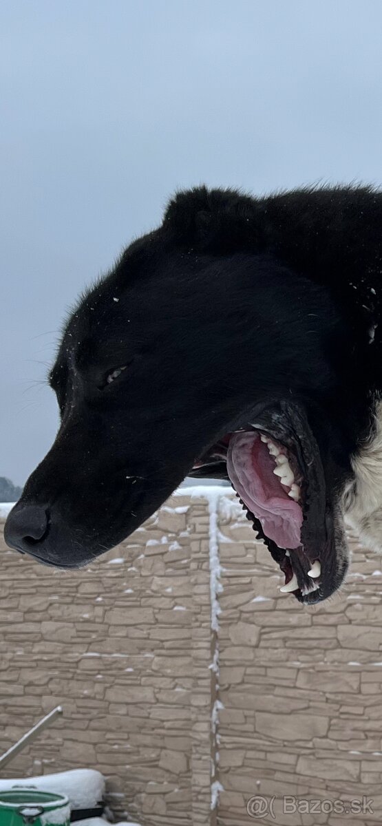 Stredoázijský ovčiak SAO - 9