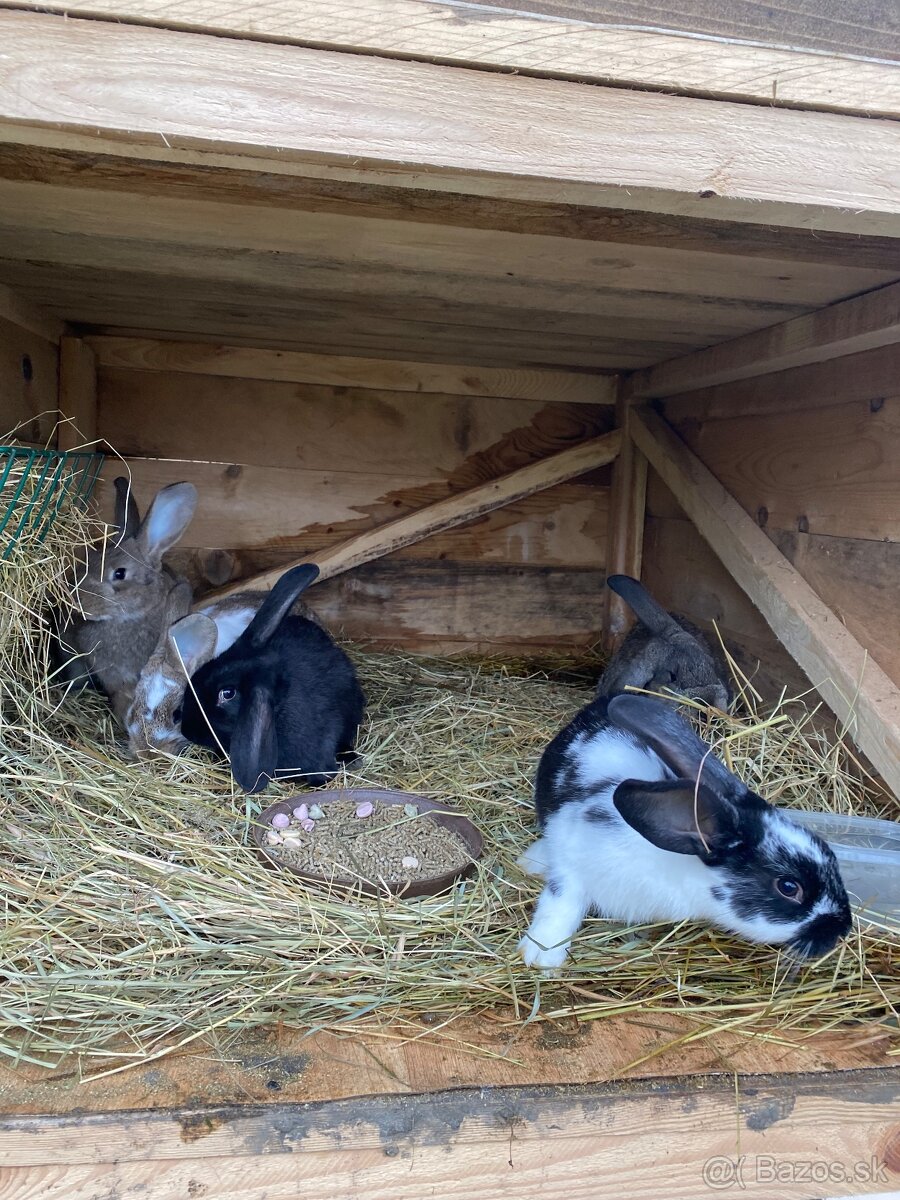 Králiky - 9
