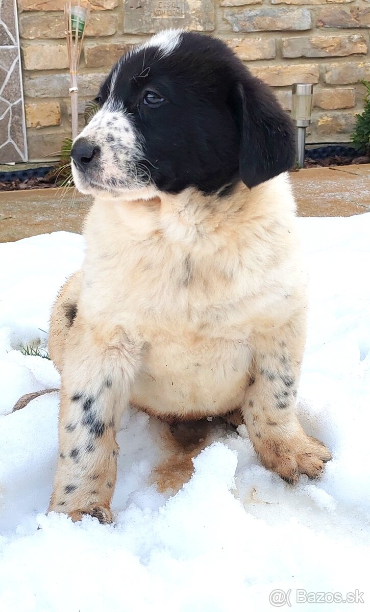 Stredoazijsky ovčiak - 9