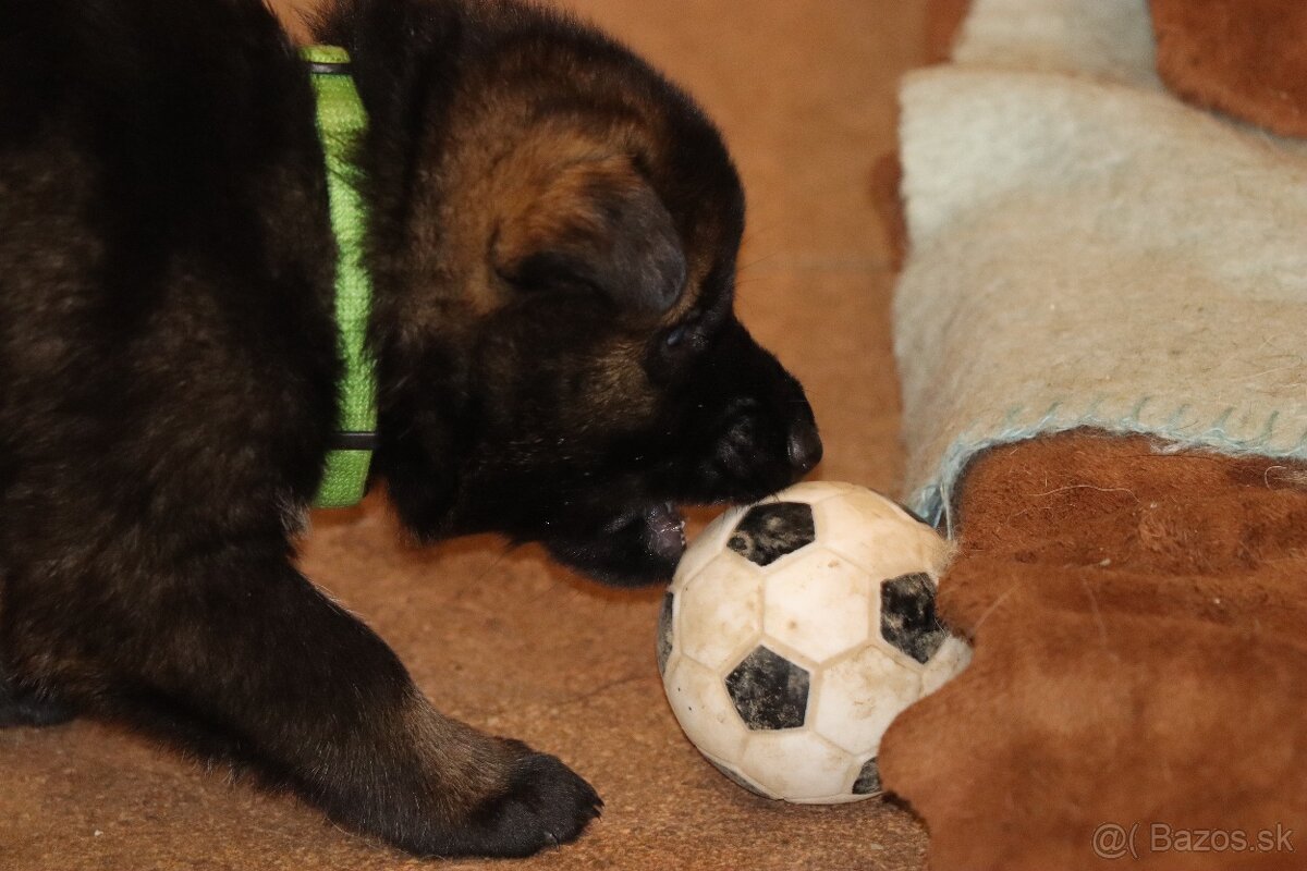 Německý ovčák s PP - 9