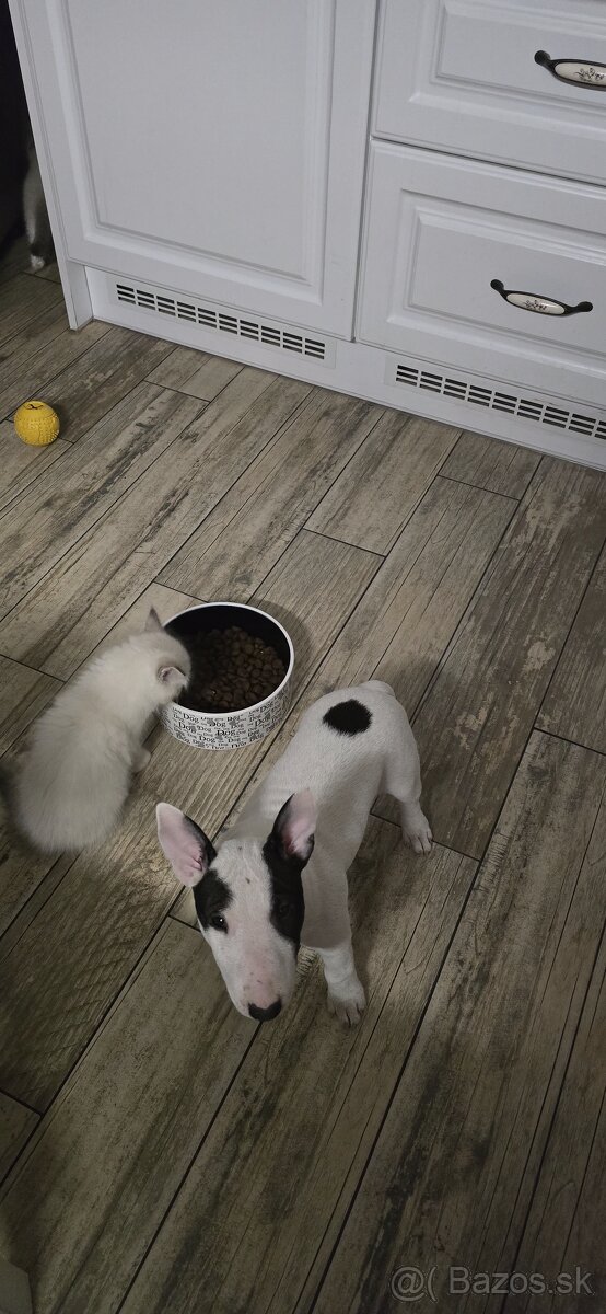 Miniatúrny bullterrier s PP - 9