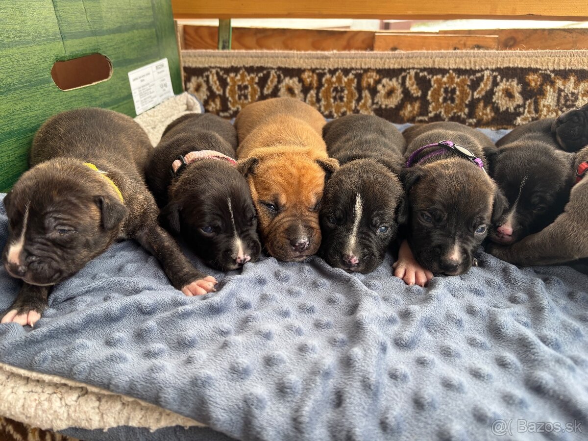 Americký stafordsirsky terier, Stafford, amstaf - 9