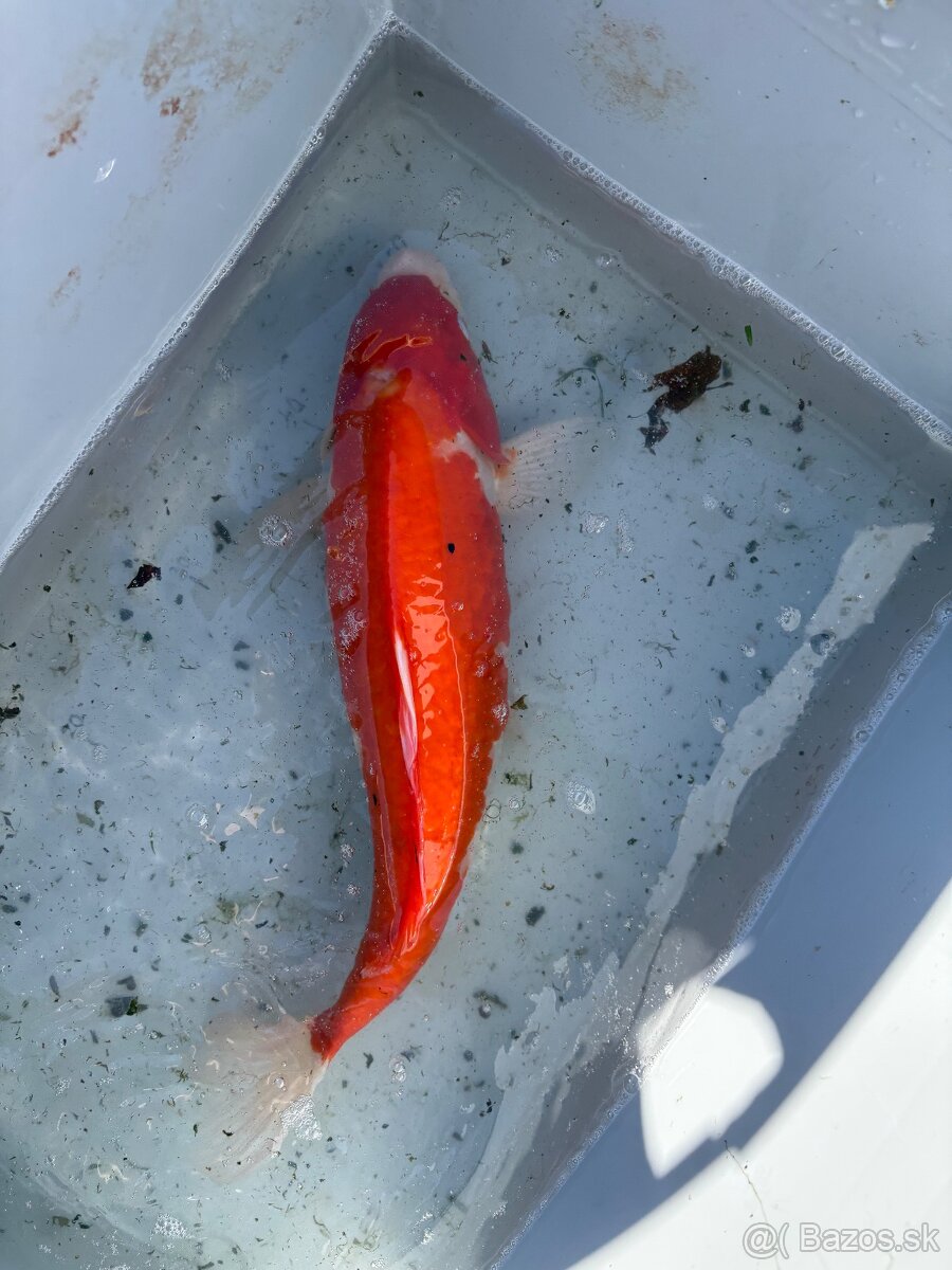 Japonské Koi kapre - 9