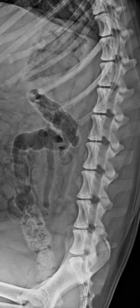 nemecký ovčiak - 9