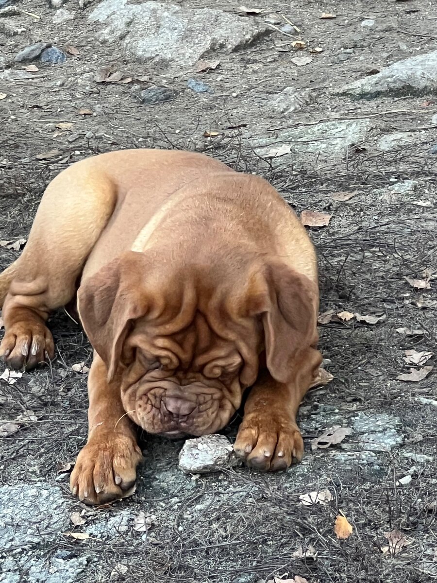 Dogue de Bordeaux s PP holčička Bordeauxská doga - 9