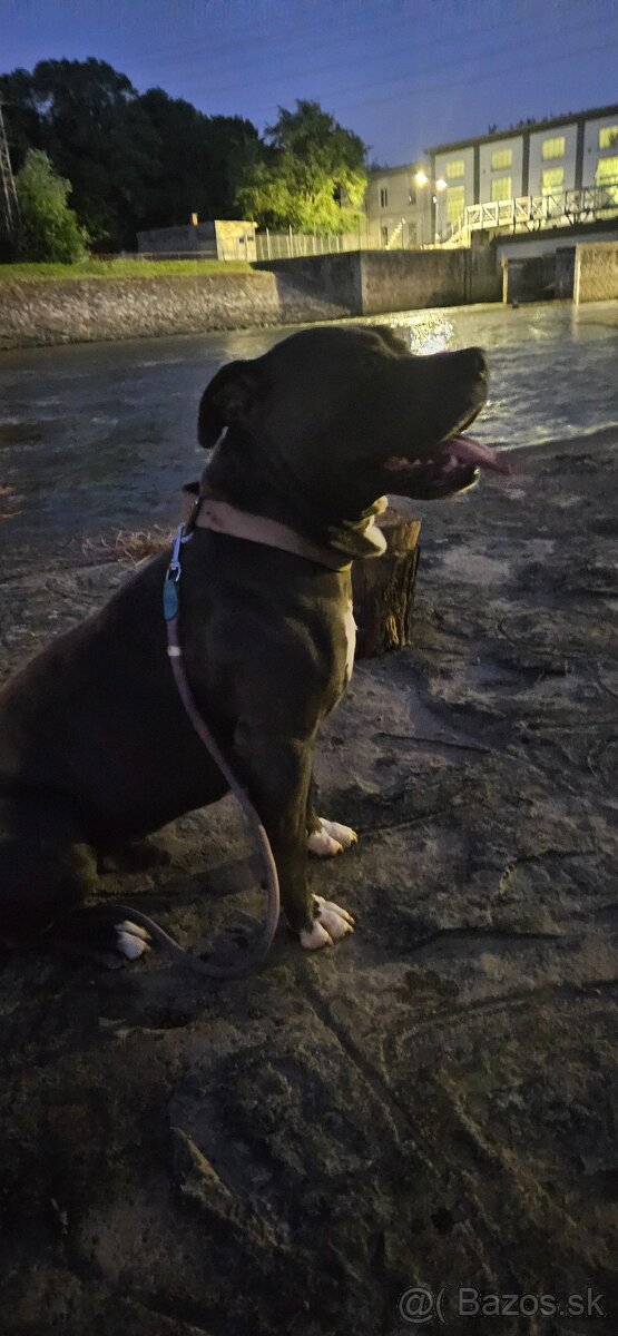 Krytie - Americky Stafordsirsky terier - 9