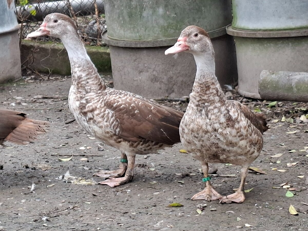 Pižmové kačice - 9