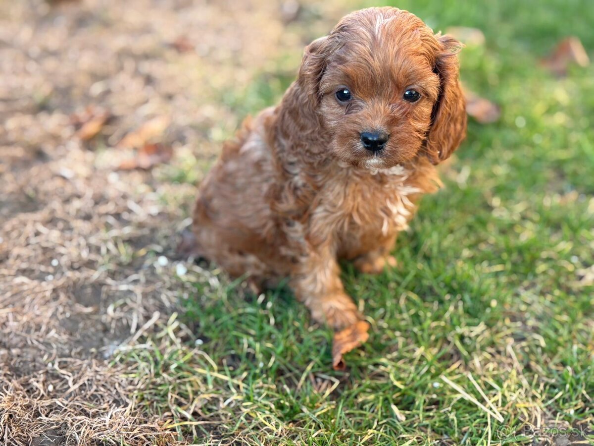 Cavapoo - 9