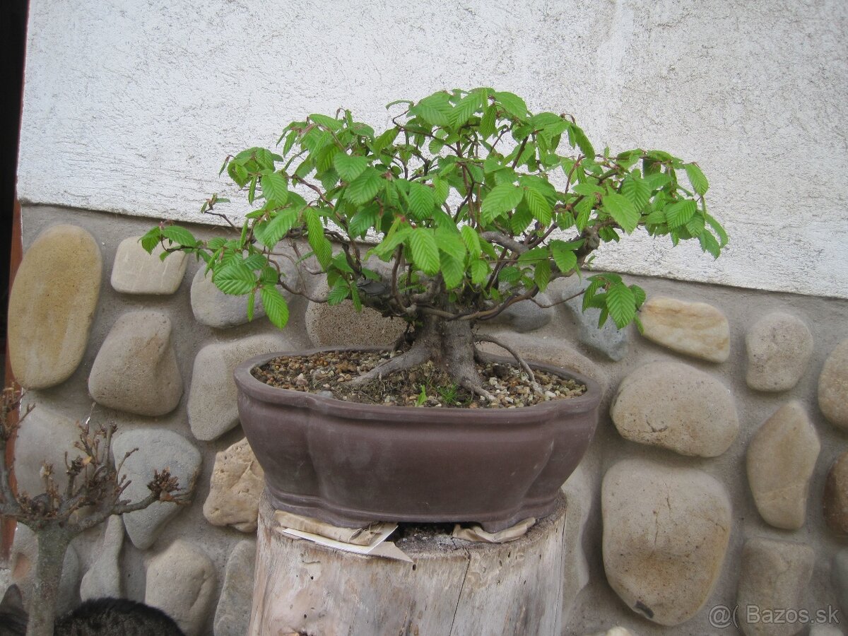 bonsai,bonsaj-hrab 6 - 9