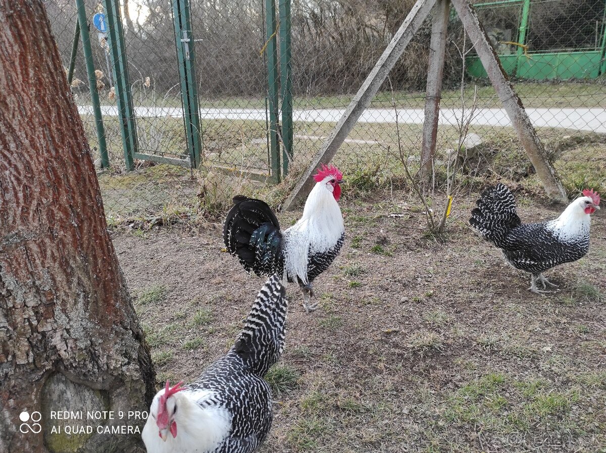 Nasadové vajíčka - 9